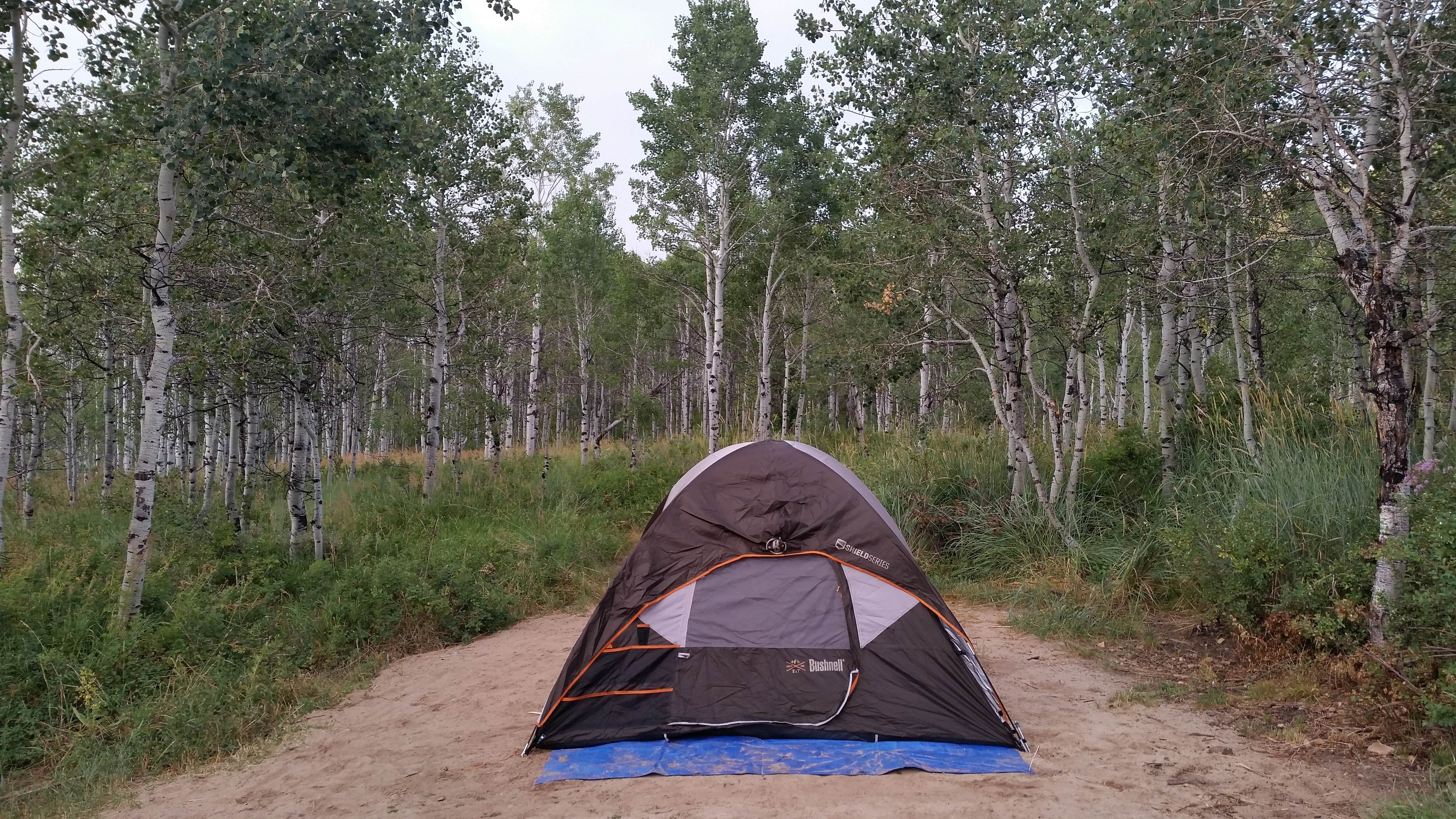 Camper submitted image from Pine Creek - Cottonwood Campground — Wasatch Mountain State Park - 1