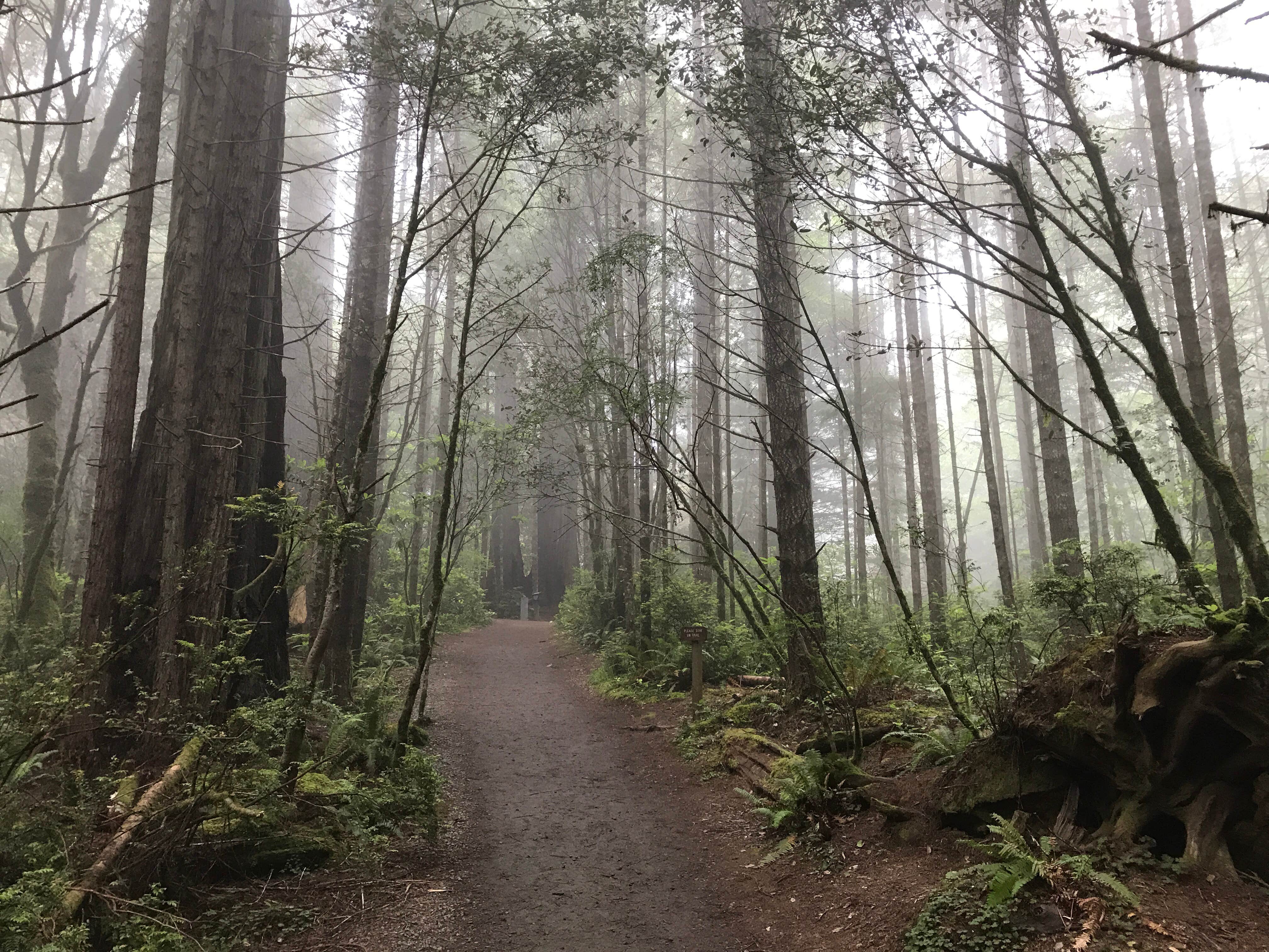 Camper submitted image from Grizzly Creek Redwoods State Park Campground - 1