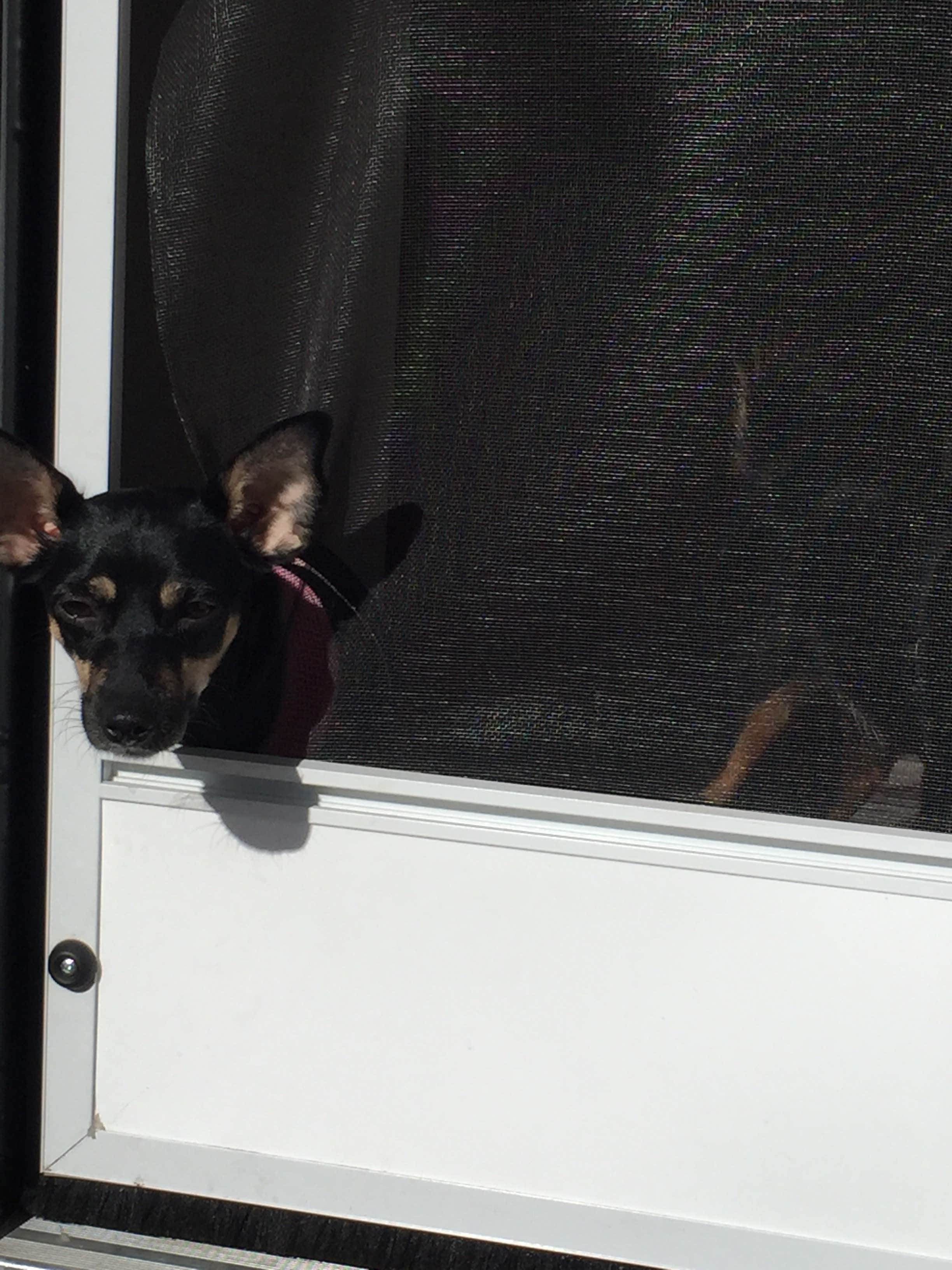 Shannon G.'s photo of camping with pets at Steamboat Springs KOA near Steamboat Springs, CO