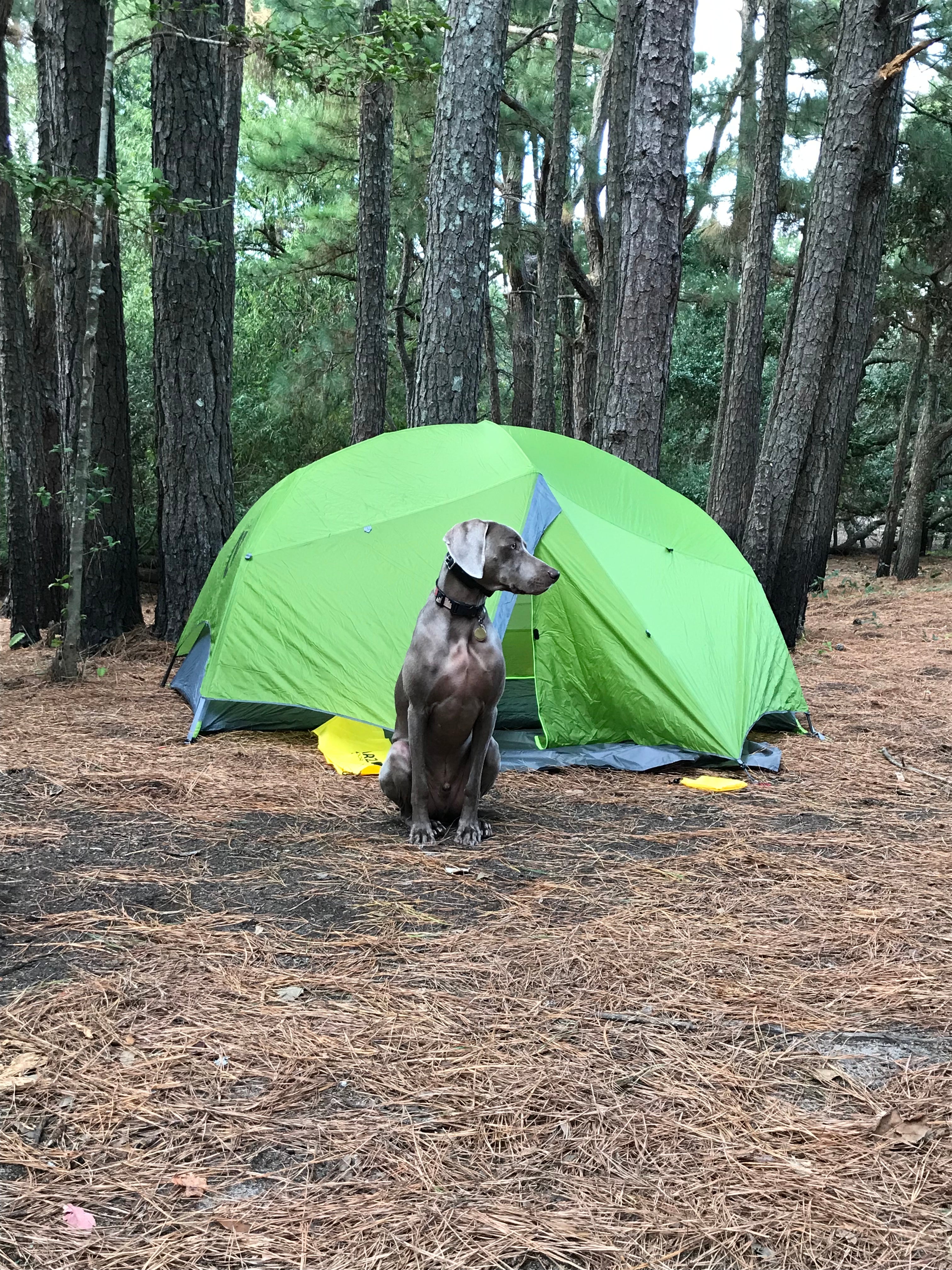 Pup guarding the tent