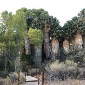 Review photo of Cottonwood Campground — Joshua Tree National Park by Myrna G., October 23, 2019