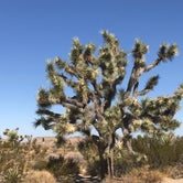 Review photo of Cottonwood Campground — Joshua Tree National Park by Myrna G., October 23, 2019