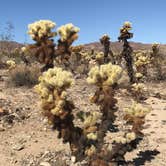 Review photo of Cottonwood Campground — Joshua Tree National Park by Myrna G., October 23, 2019