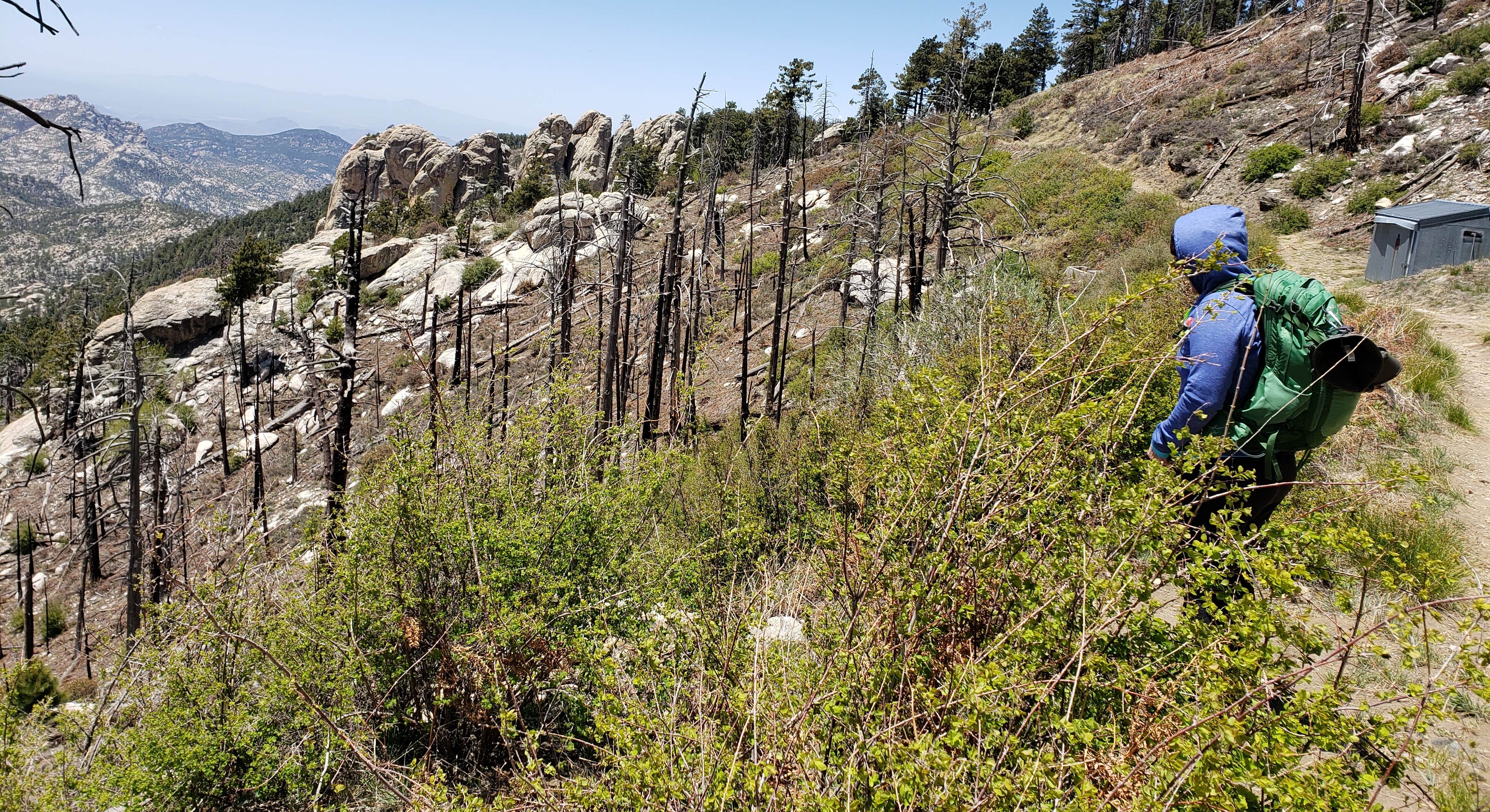 A hiker walks on a trail around Mt. Lemmon near Rose Canyon Campground in Saguaro National Park