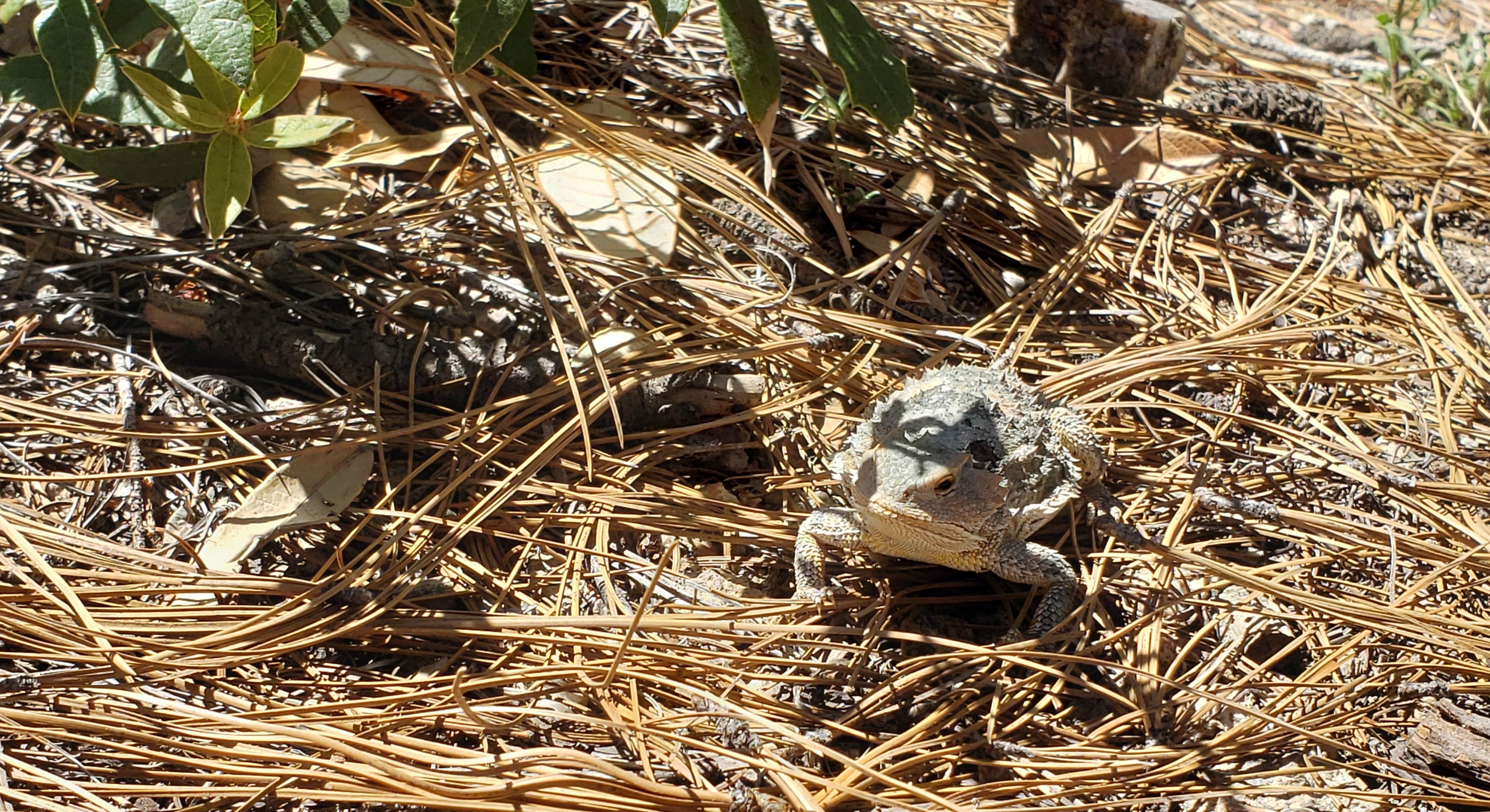 Native Lizard Close Up at Rose Canyon Campground in Saguaro National Park