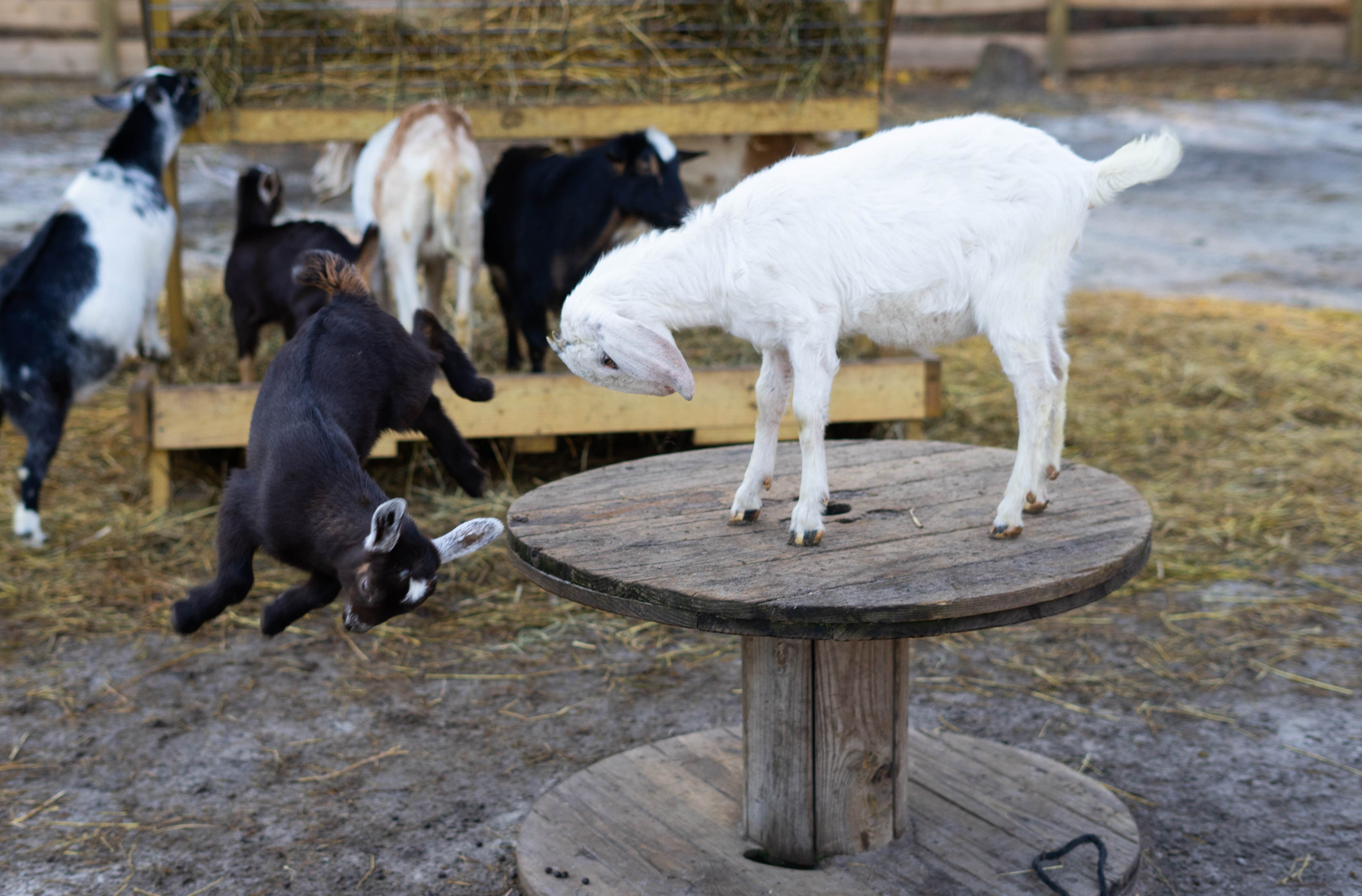 Kimberly R.'s photo of camping with pets at Stonewood Farm near Hardeeville, SC