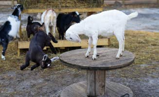 Kimberly R.'s photo of camping with pets at Stonewood Farm near Hampton, SC