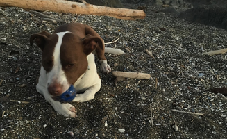 Jenna F.'s photo of camping with pets at Cape Perpetua near Yachats, OR