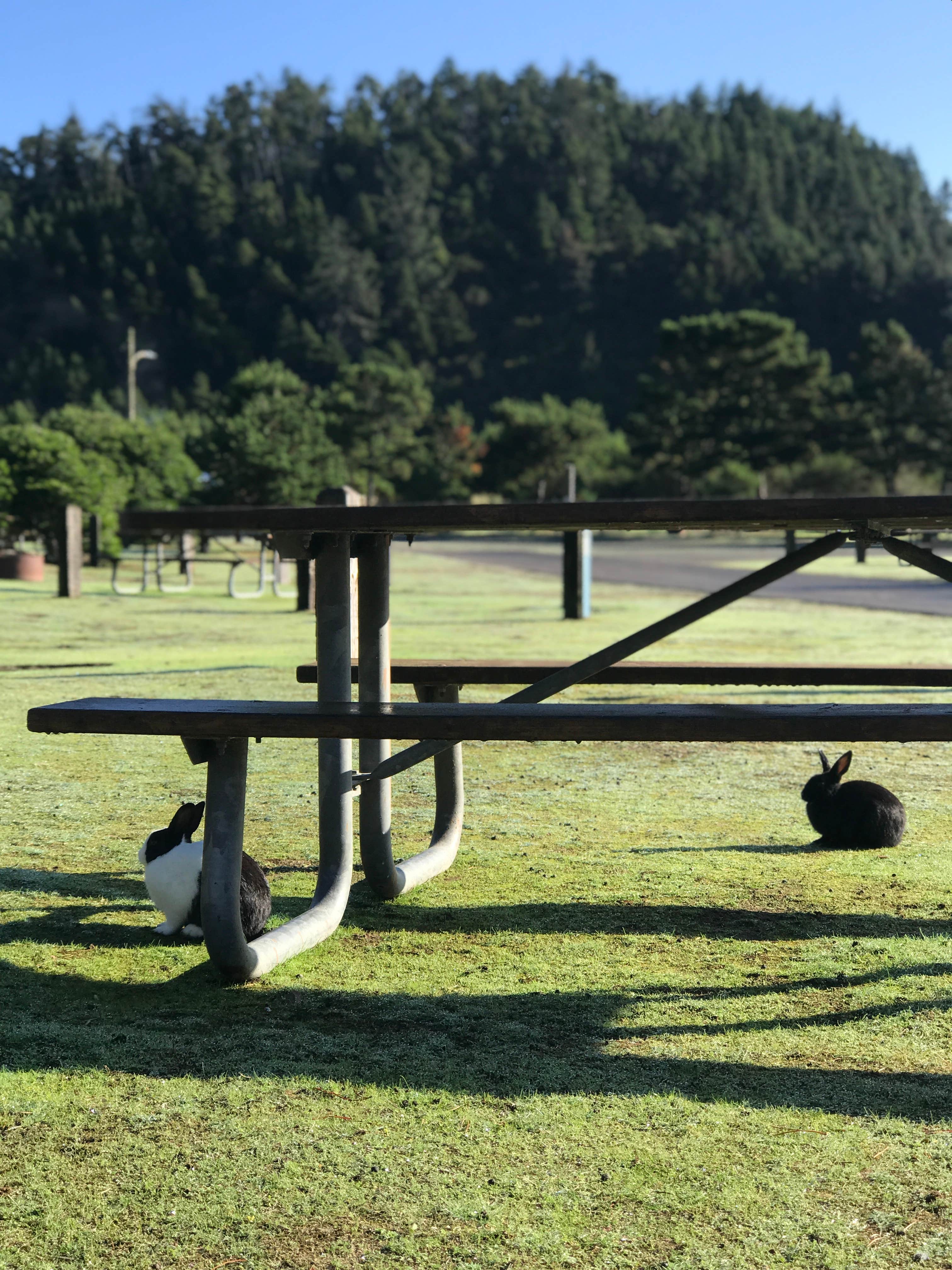 Audrey M.'s photo of camping with pets at Webb County Campground & Park near Lincoln City, OR