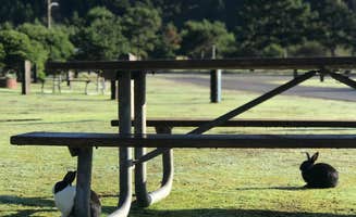 Audrey M.'s photo of camping with pets at Webb County Campground & Park near Lincoln City, OR