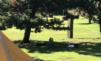 Audrey M.'s photo at Webb County Campground & Park near Neskowin, OR