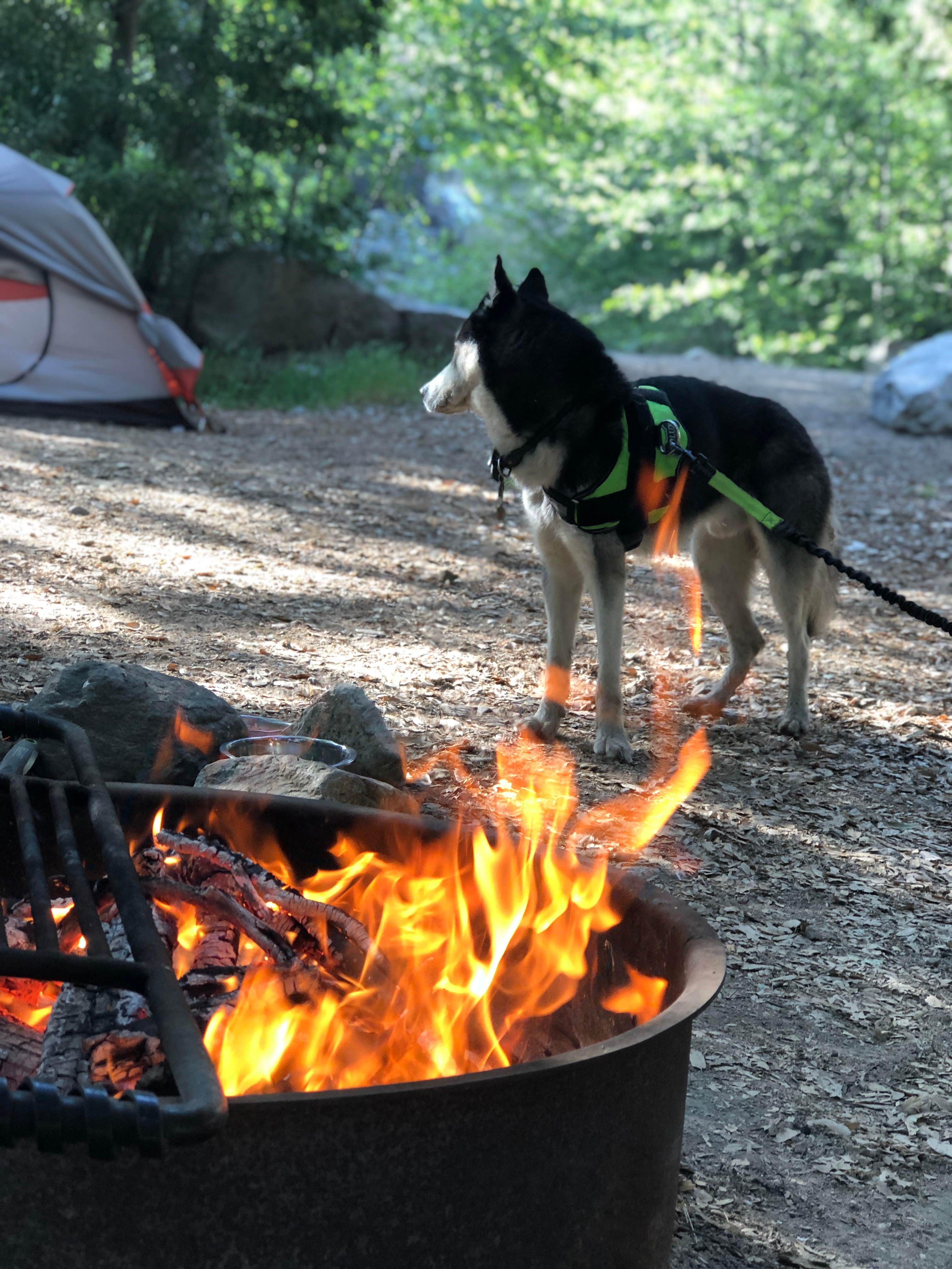 Edoardo A.'s photo of tent camping at Millard Trail Campground near Sunset Beach, CA