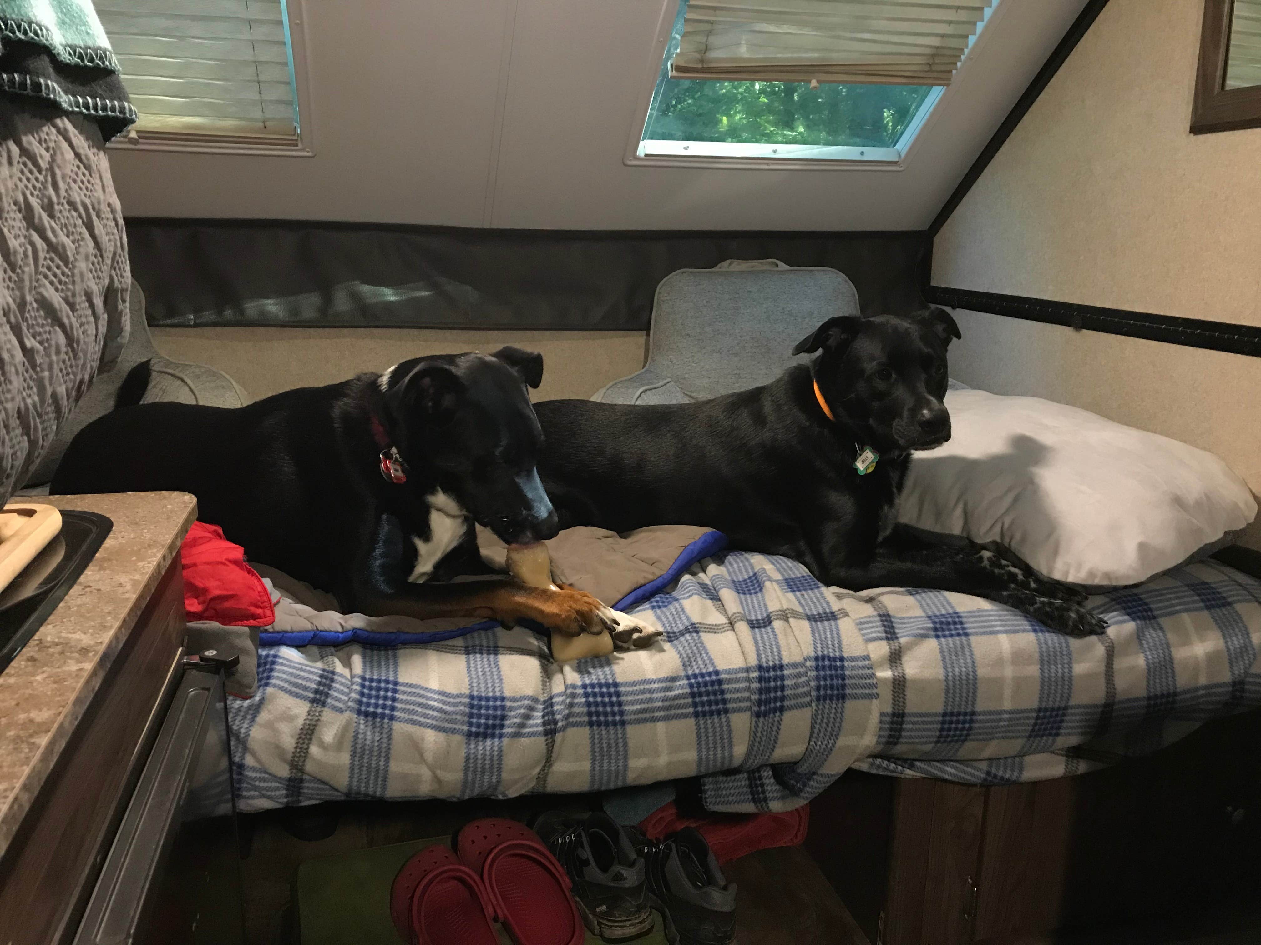 Shannon G.'s photo of camping with pets at A.W. Marion State Park Campground near West Jefferson, OH