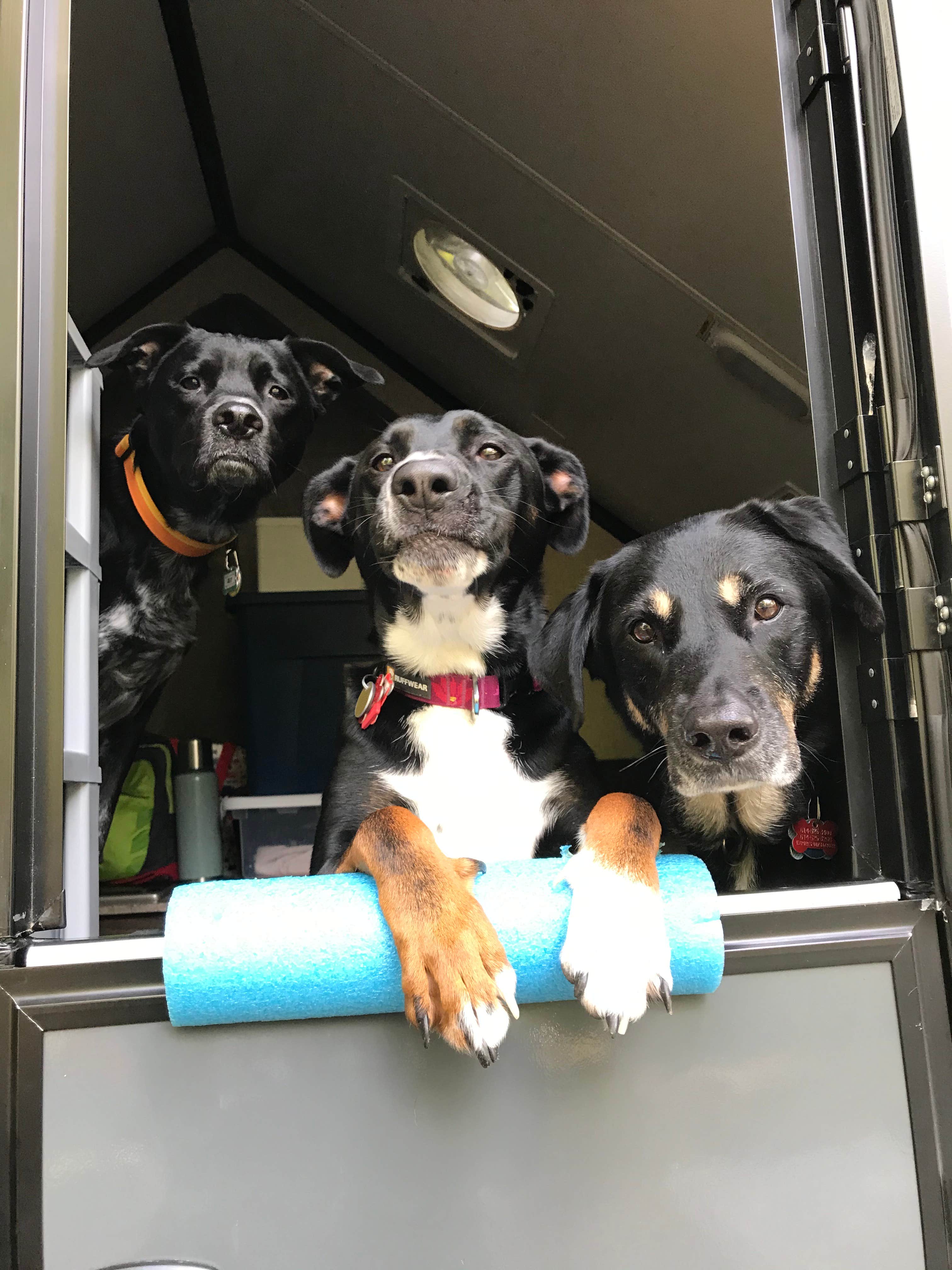 Shannon G.'s photo of camping with pets at A.W. Marion State Park Campground near New Plymouth, OH