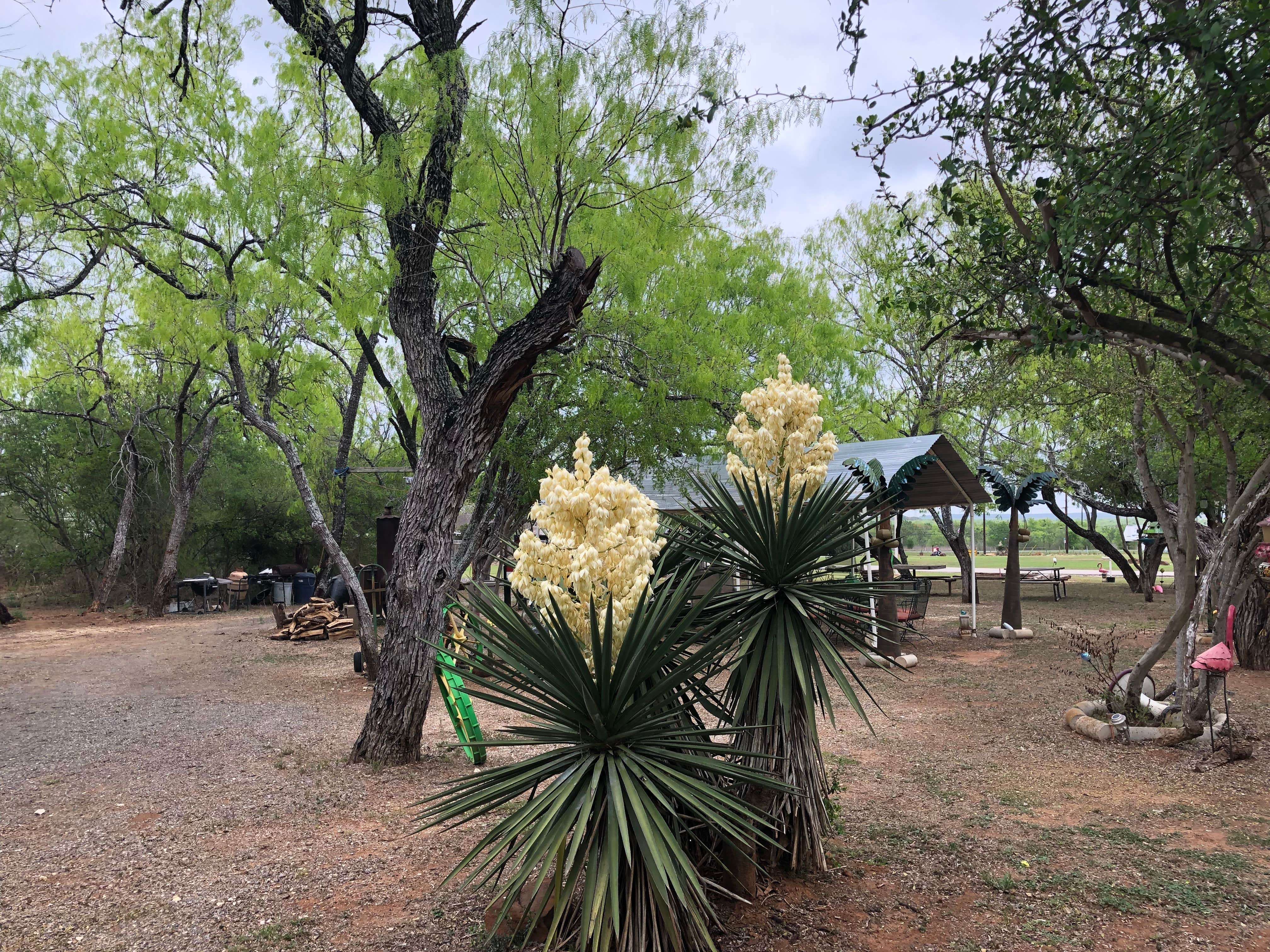 Camper-submitted photo at Cactus Country RV Park near Jourdanton, TX
