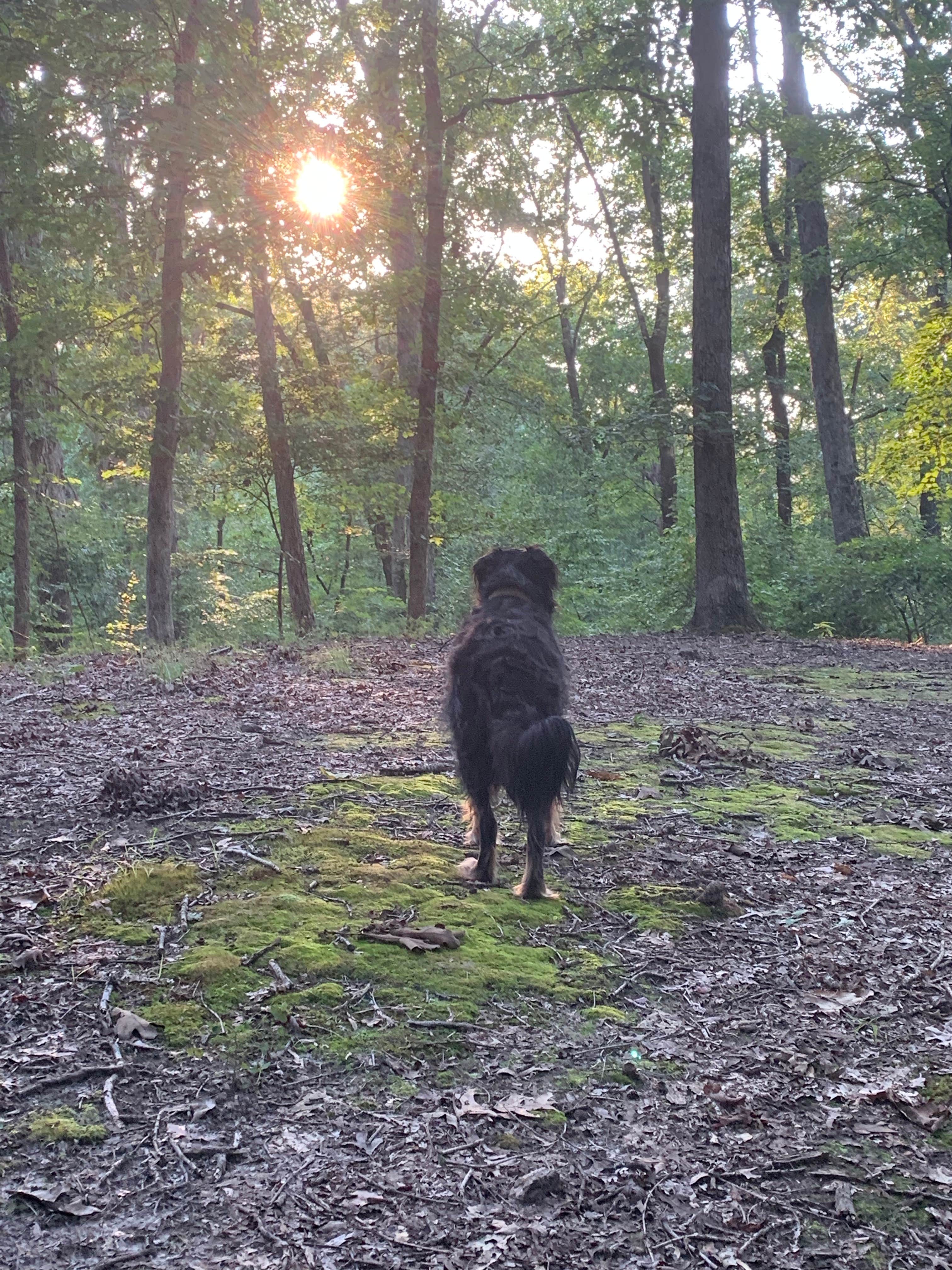 Allison N.'s photo of camping with pets at Tombigbee State Park Campground near Tupelo, MS