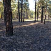 Review photo of Pumphouse Wash (FR 237) Dispersed Camping Area by Whitney W., October 27, 2019