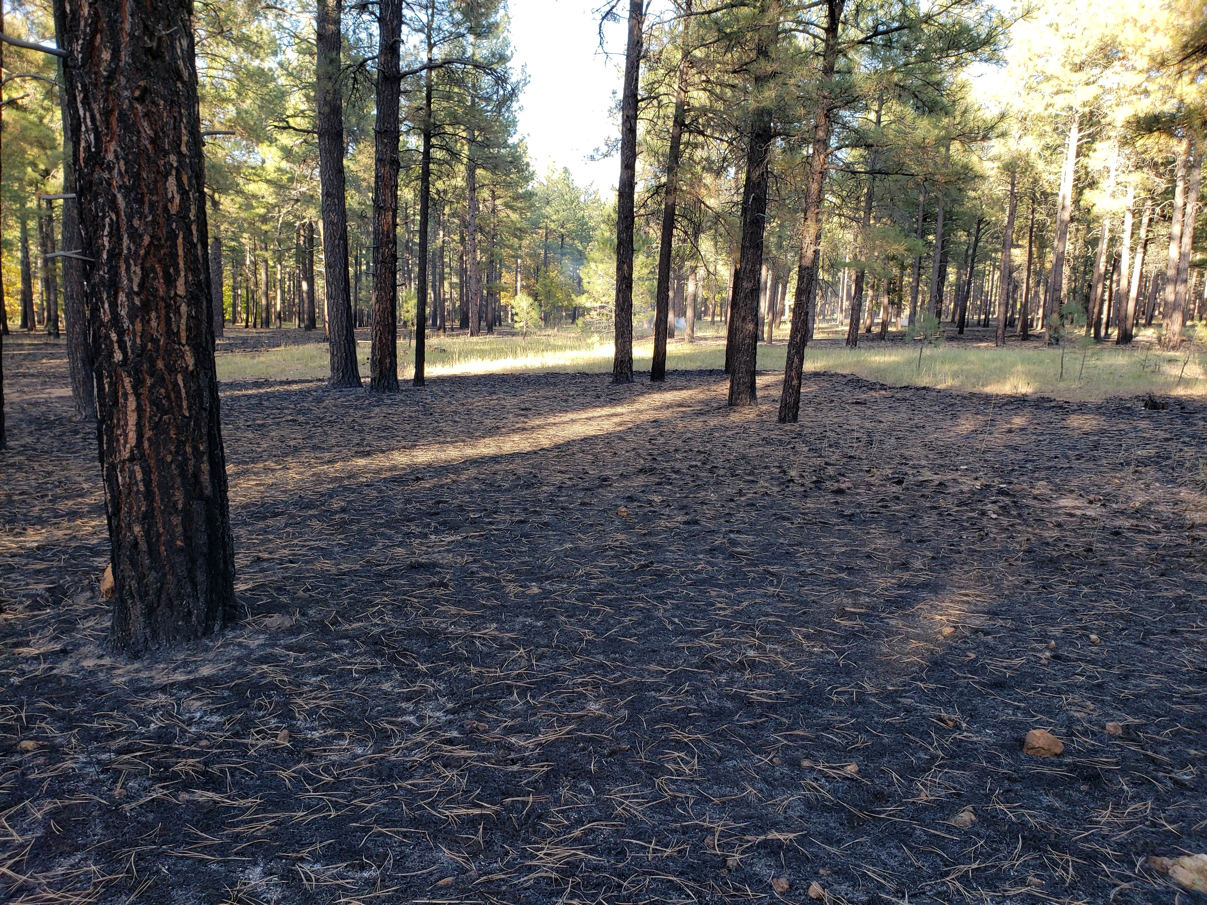 Camper submitted image from Pumphouse Wash (FR 237) Dispersed Camping Area - 5