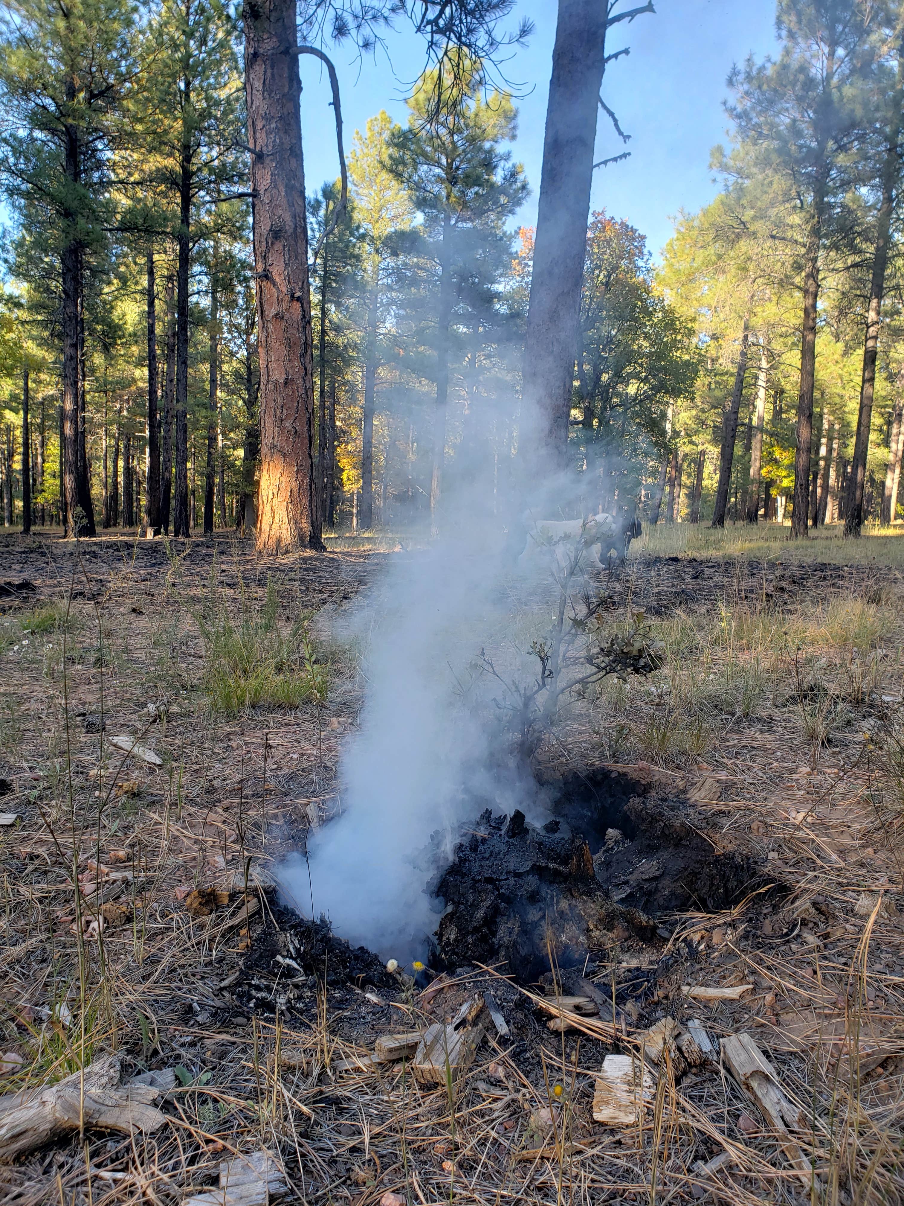 Pumphouse Wash (FR 237) Dispersed Camping Area