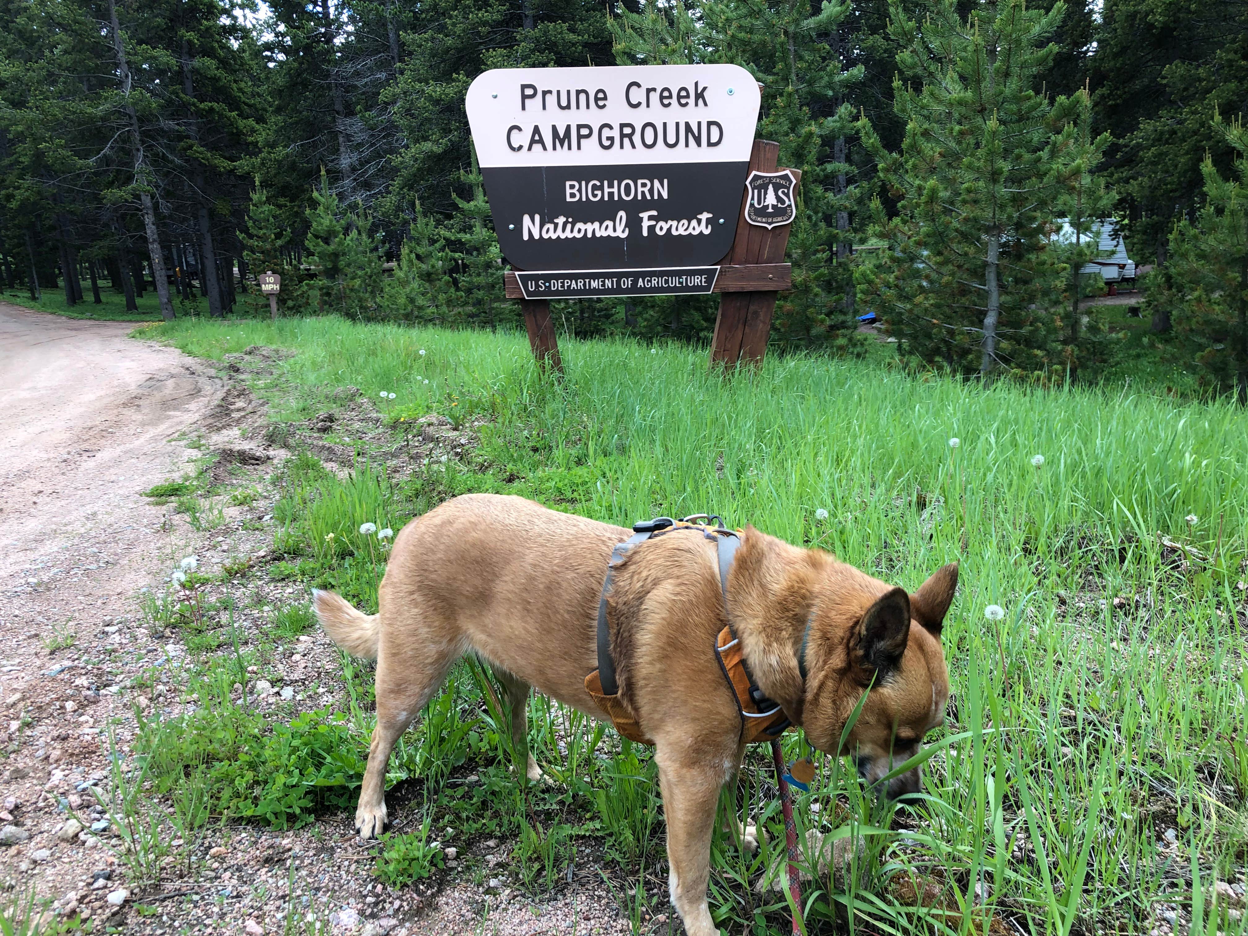 Art S.'s photo of camping with pets at Prune Creek near Sheridan, WY