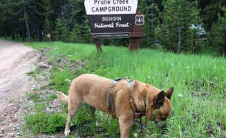 Art S.'s photo of camping with pets at Prune Creek near Cowley, WY
