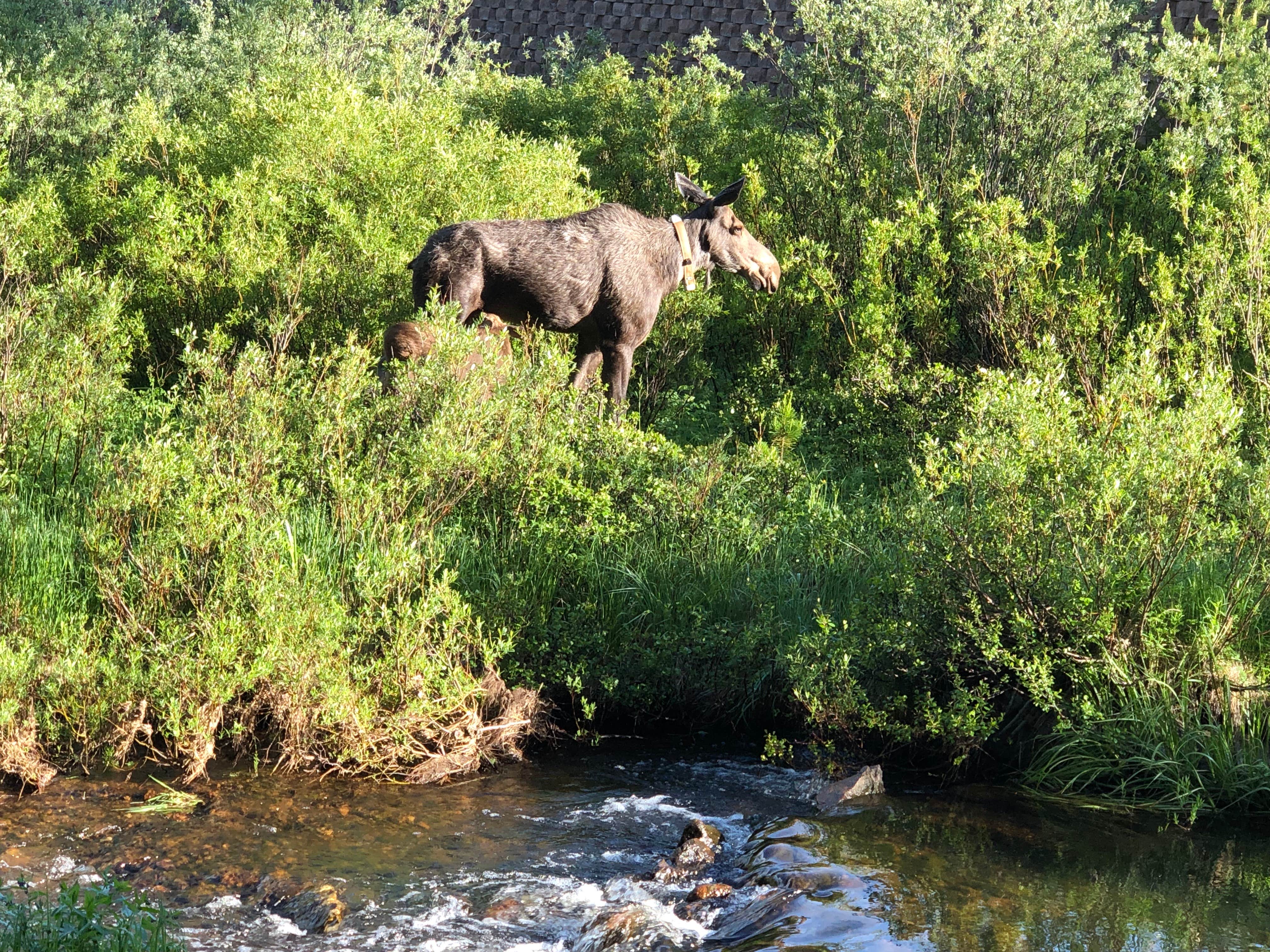 The mother and baby moose ate their way right past our campsite. So amazing!