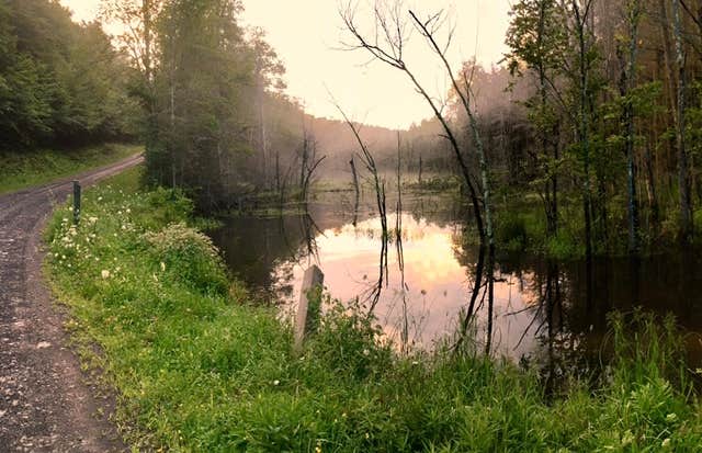 Camper submitted image from Whaupaunaucau State Forest - 4