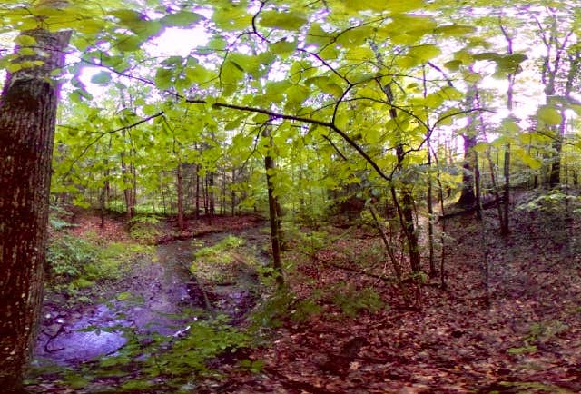 Camper-submitted photo at Whaupaunaucau State Forest near Georgetown, NY