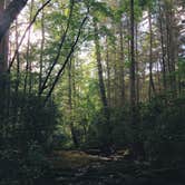 Review photo of Lost Creek - Cherokee NF by Brittany S., June 29, 2016