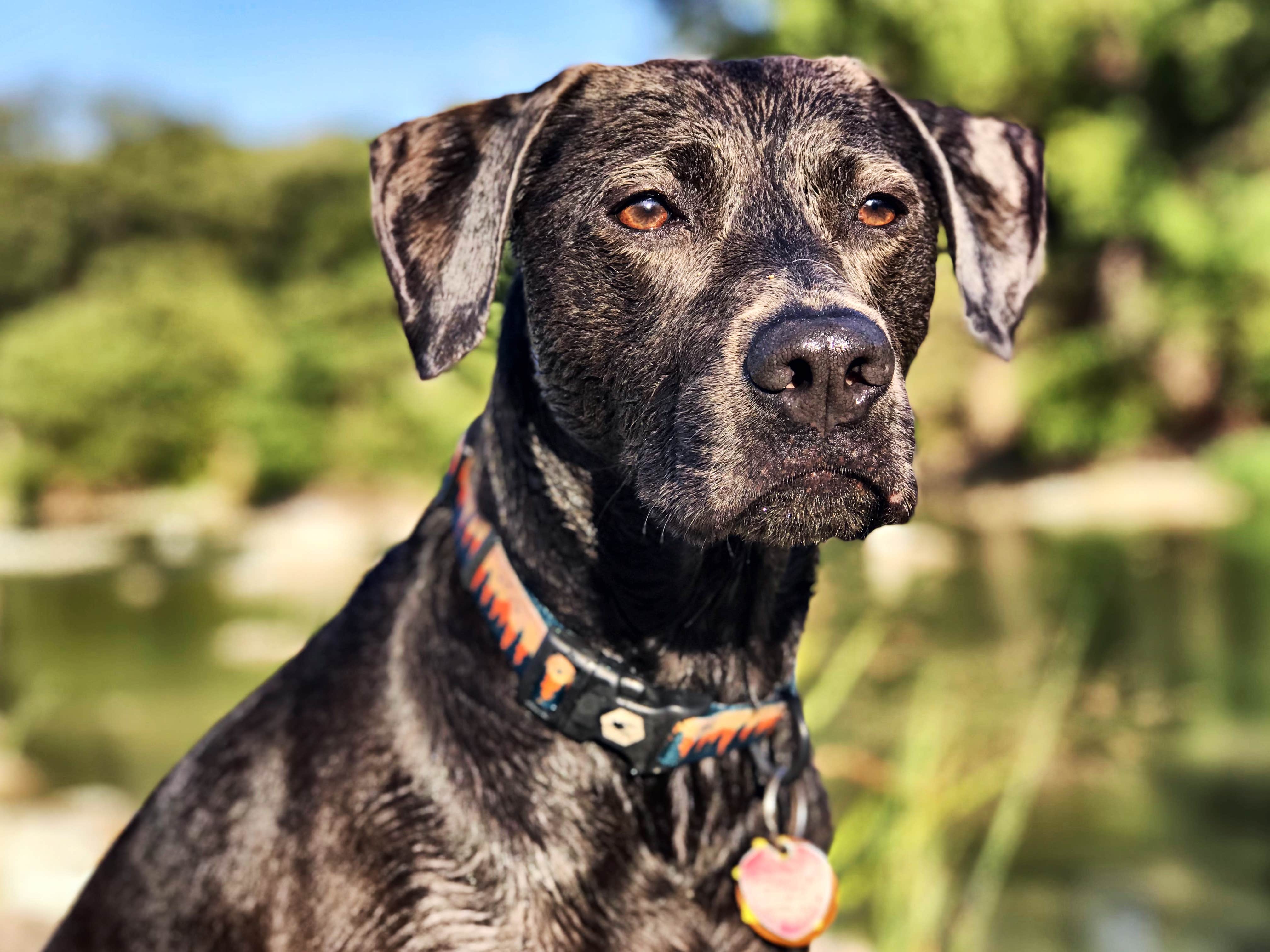 Chelsea O.'s photo of camping with pets at Pedernales Falls State Park Campground near Marble Falls, TX