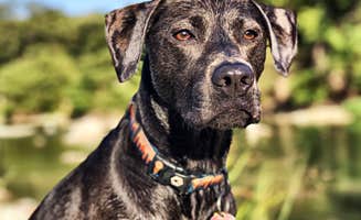 Chelsea O.'s photo of camping with pets at Pedernales Falls State Park Campground near Kingsland, TX