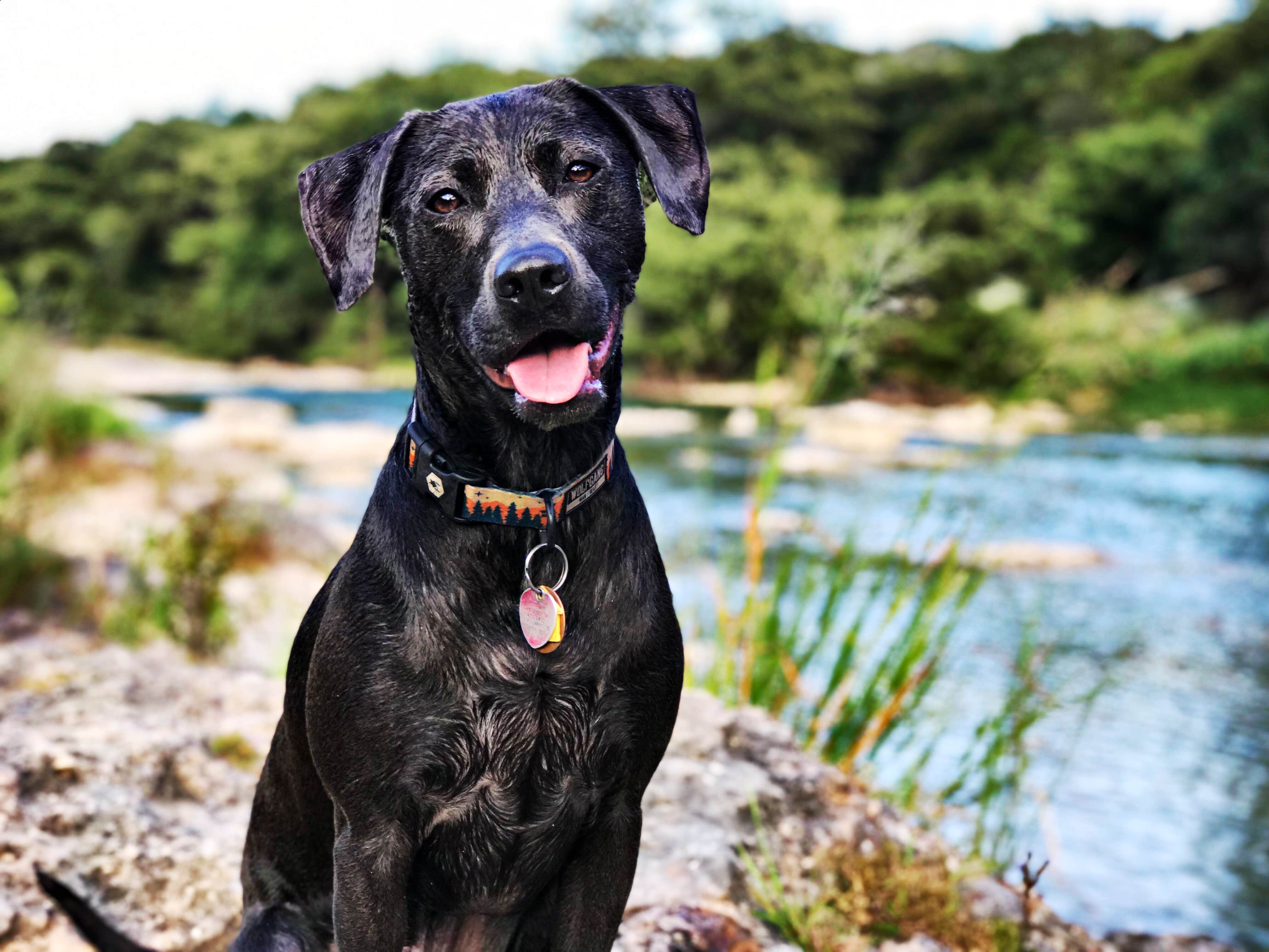Chelsea O.'s photo of camping with pets at Pedernales Falls State Park Campground near Marble Falls, TX