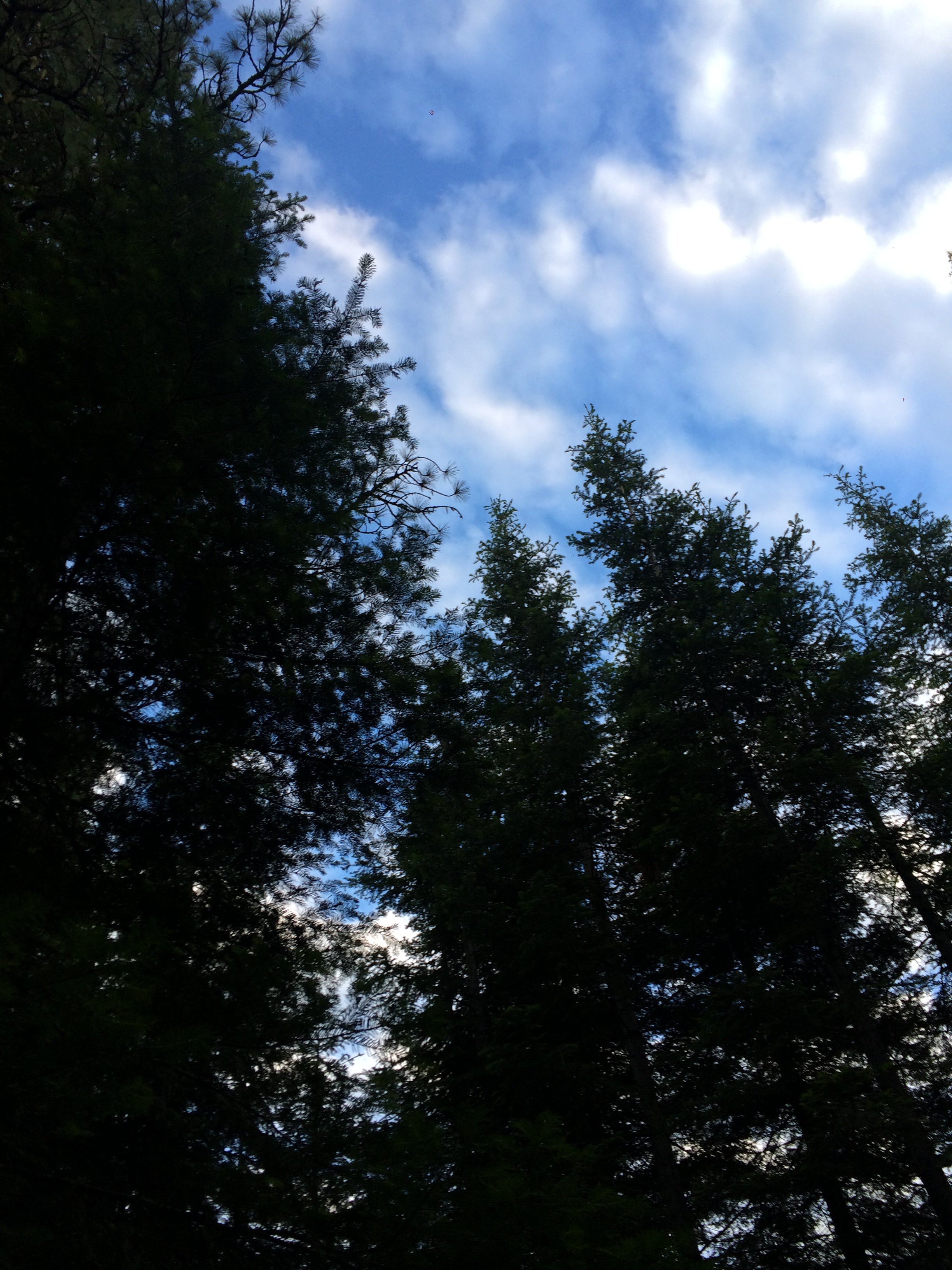Image of a tree canopy against a blue sky.