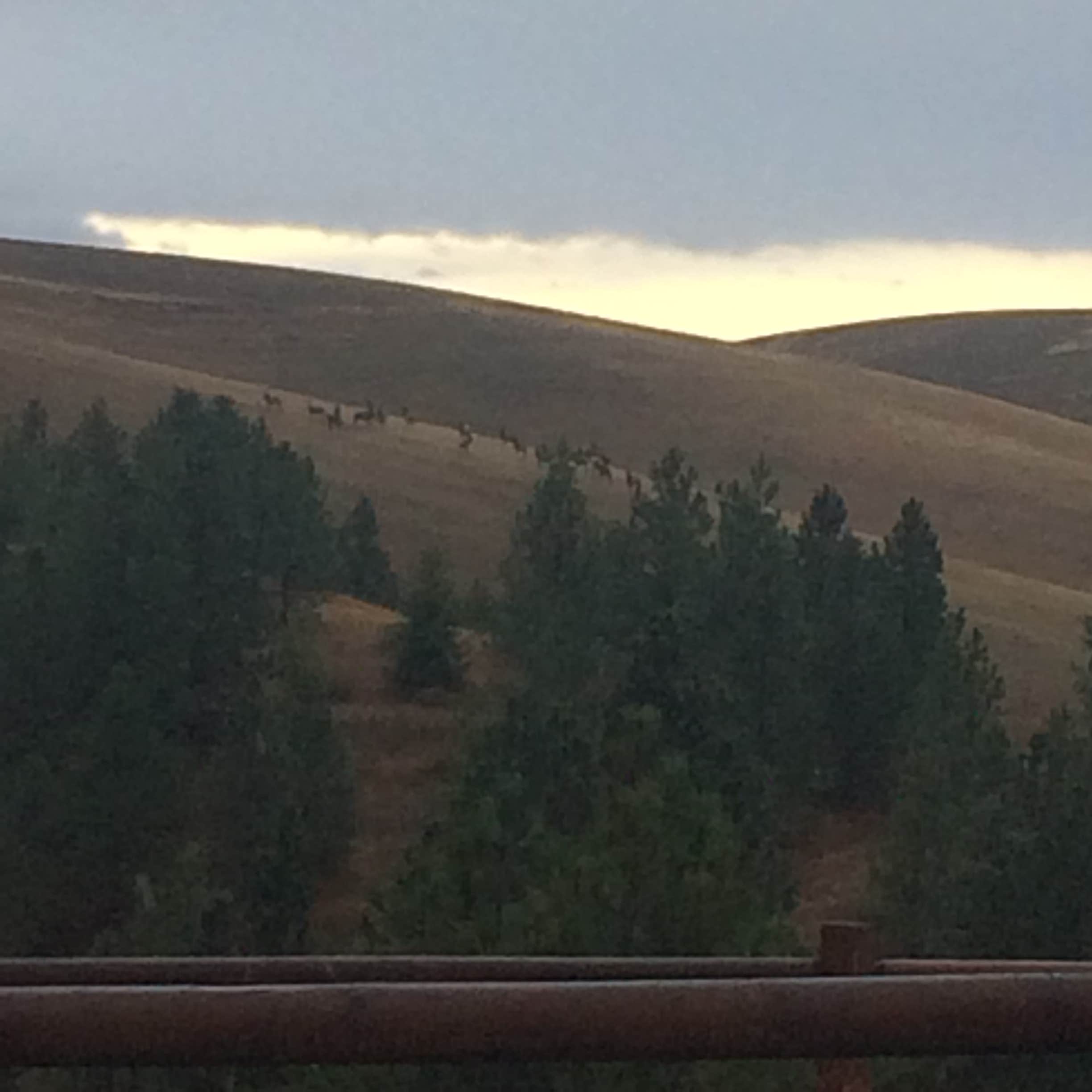 Elk from the drive towards Heyburn State Park.