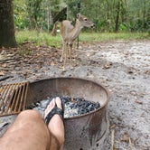 Review photo of Manatee Springs State Park Campground by Michael  R., October 29, 2019