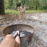 Review photo of Manatee Springs State Park Campground by Michael R., October 29, 2019