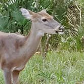 Review photo of Manatee Springs State Park Campground by Michael R., October 29, 2019