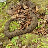 Review photo of Manatee Springs State Park Campground by Michael R., October 29, 2019