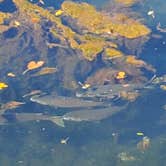 Review photo of Manatee Springs State Park Campground by Michael R., October 29, 2019