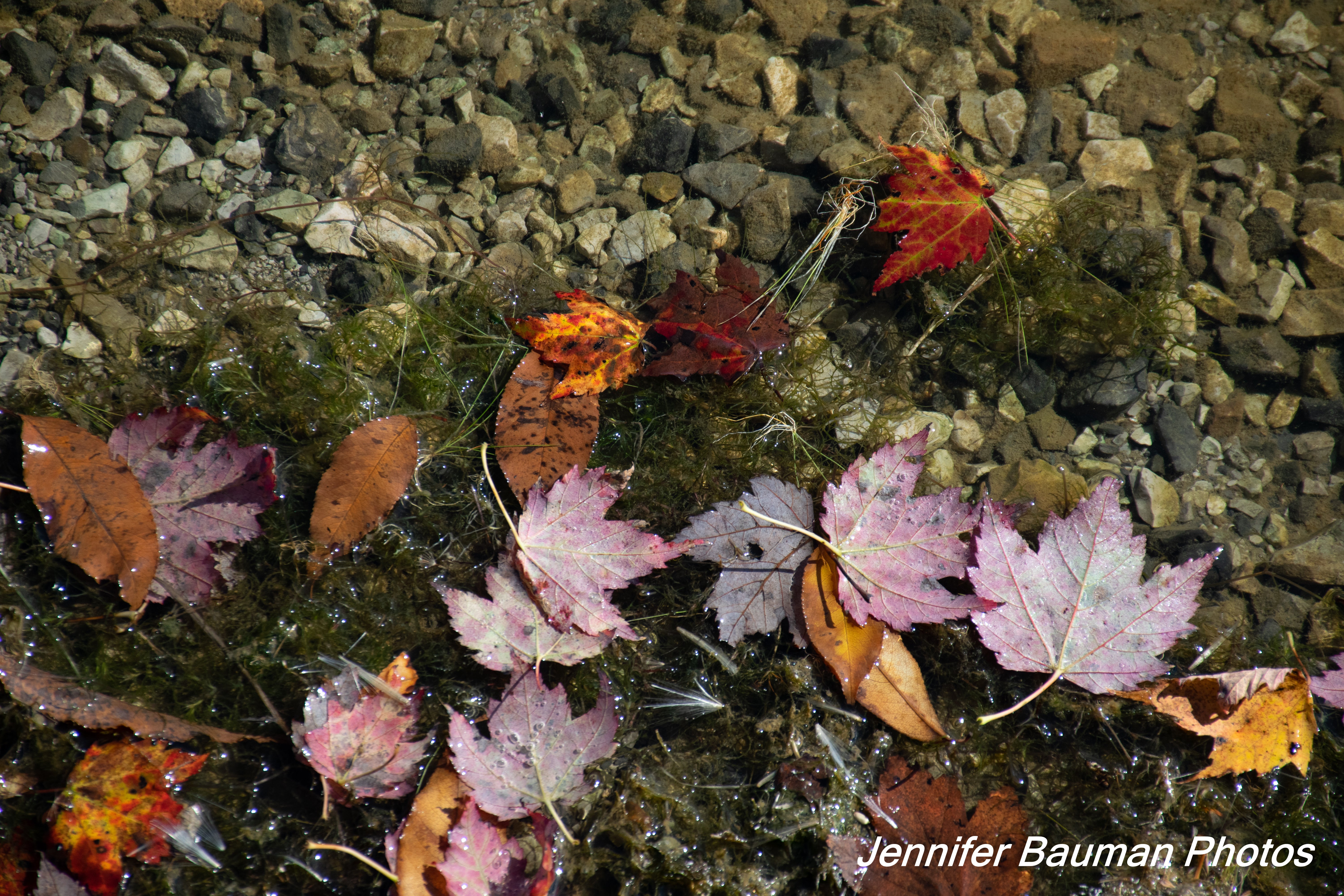 Fall leaves at Spruce Knob Lake