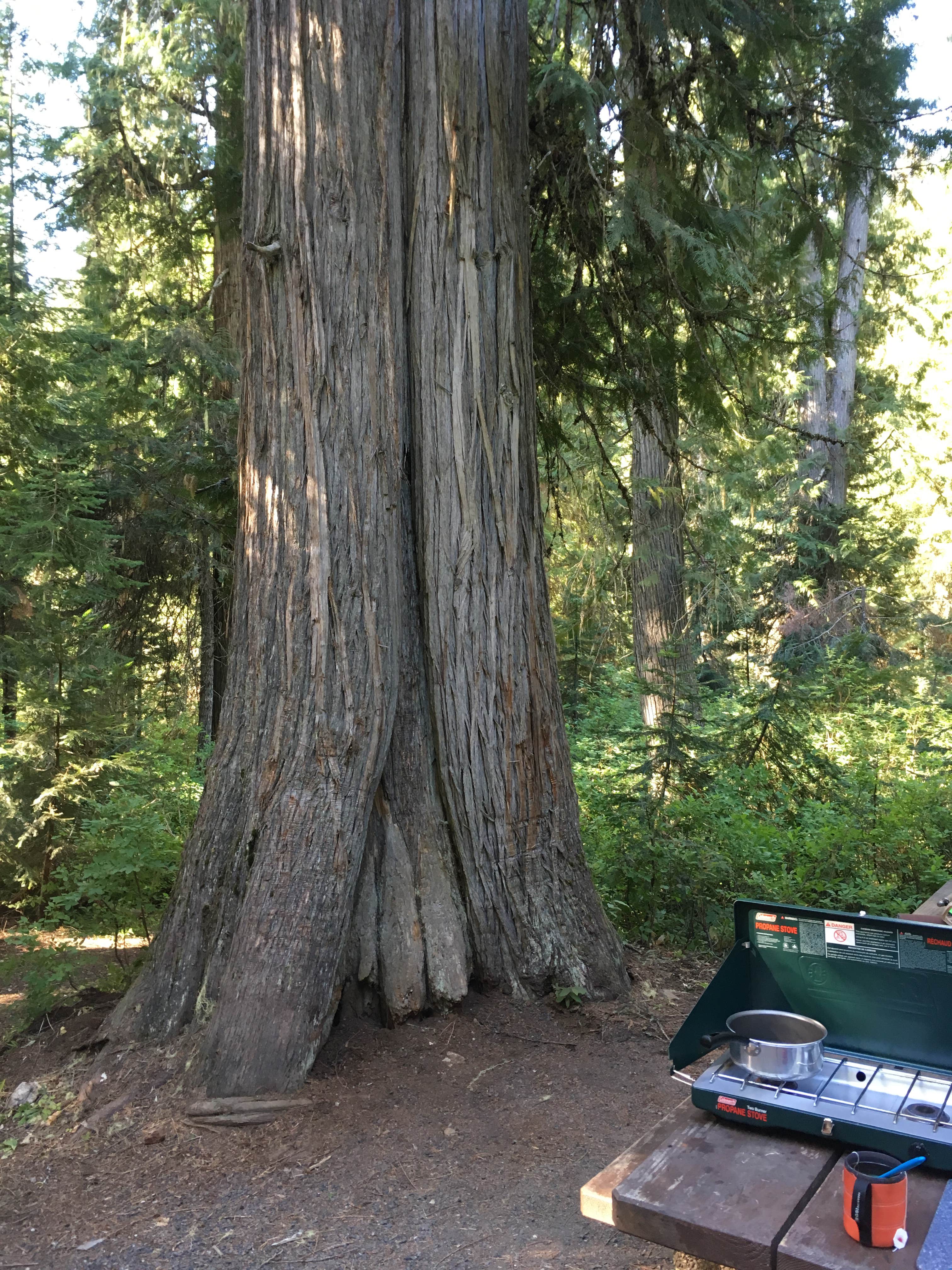 Camper submitted image from Hidden Creek Campground - 1