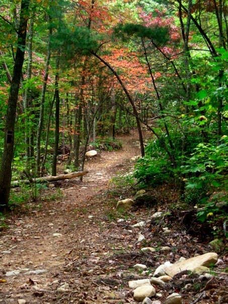 Camper submitted image from Chilhowee Recreation Area - 3