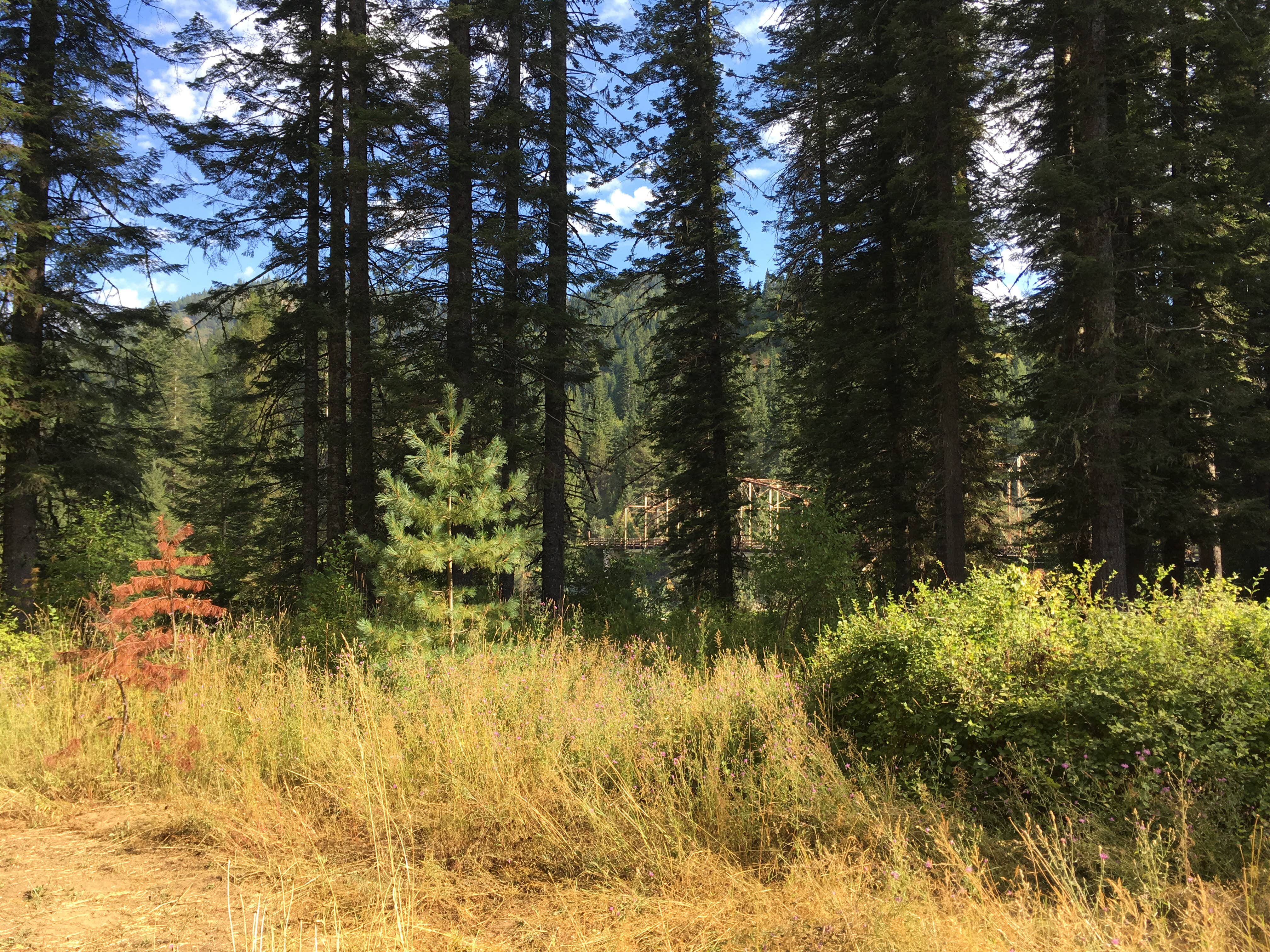 Camper-submitted photo at Weitas Creek Campground near Elk River, ID