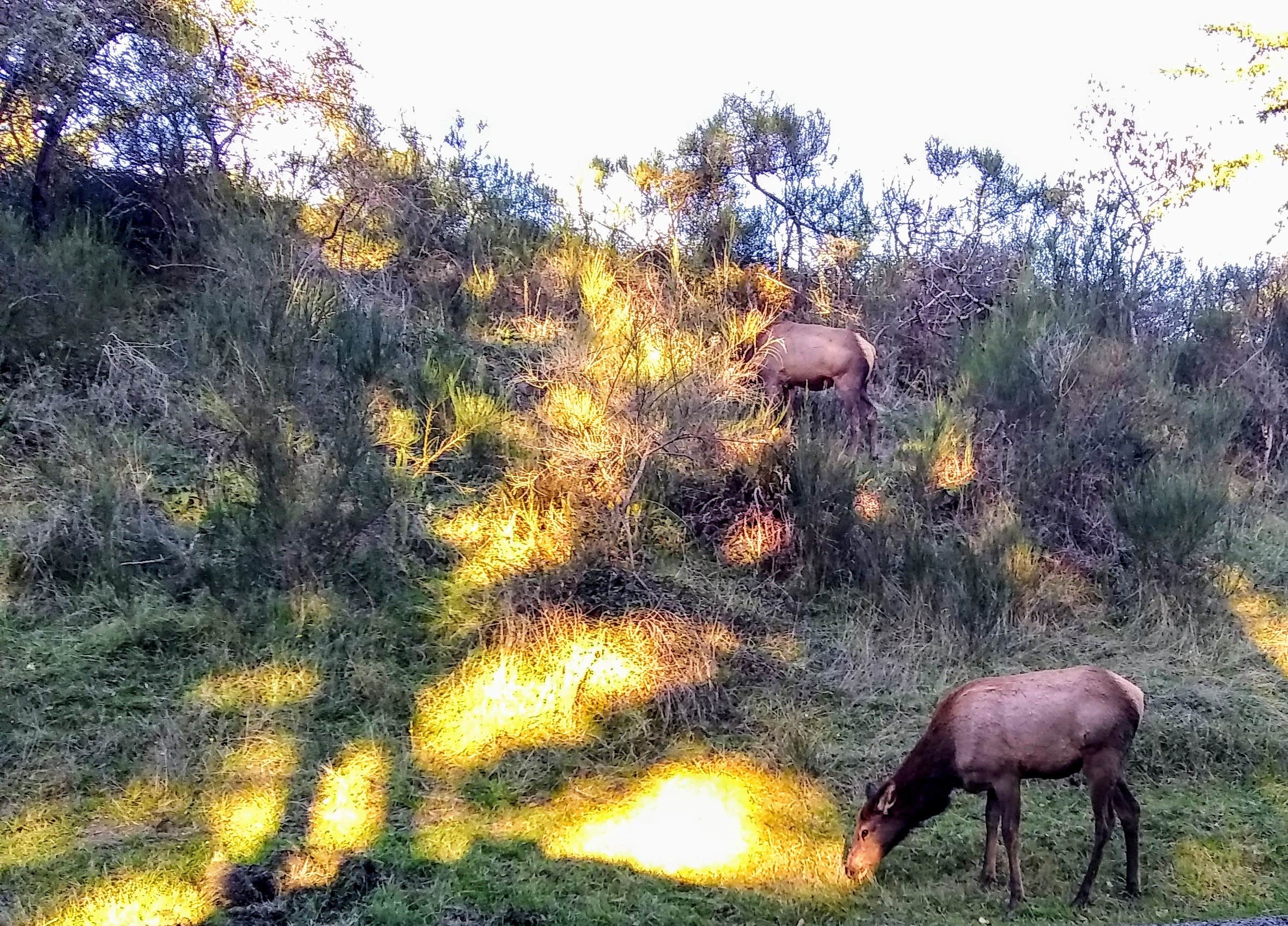 Yummy Elk