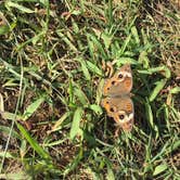 Review photo of Bayside Assateague Campground — Assateague Island National Seashore by Annelise S., August 18, 2017