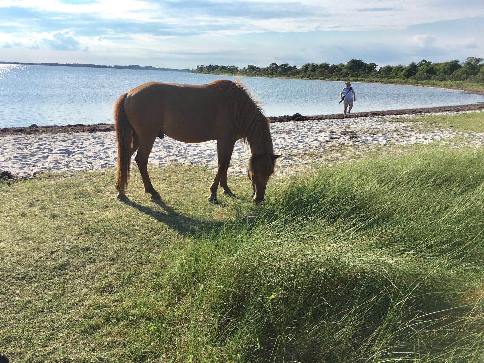 Annelise S.'s photo of camping with a horse at Bayside Assateague Campground — Assateague Island National Seashore near Delmar, DE