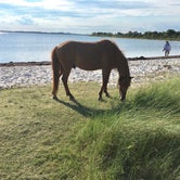 Review photo of Bayside Assateague Campground — Assateague Island National Seashore by Annelise S., August 18, 2017