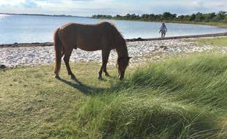 Annelise S.'s photo of camping with a horse at Bayside Assateague Campground — Assateague Island National Seashore in Maryland