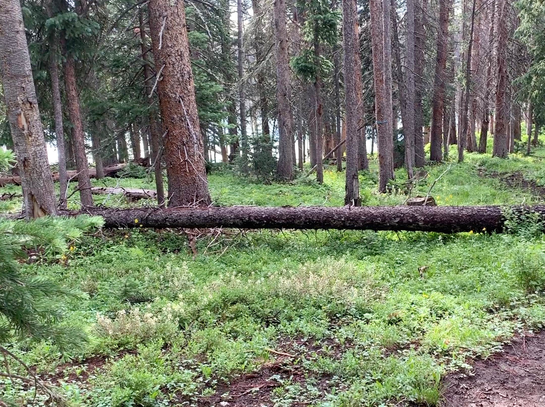 Camper submitted image from Poage Lake Primitive Campsite - 2