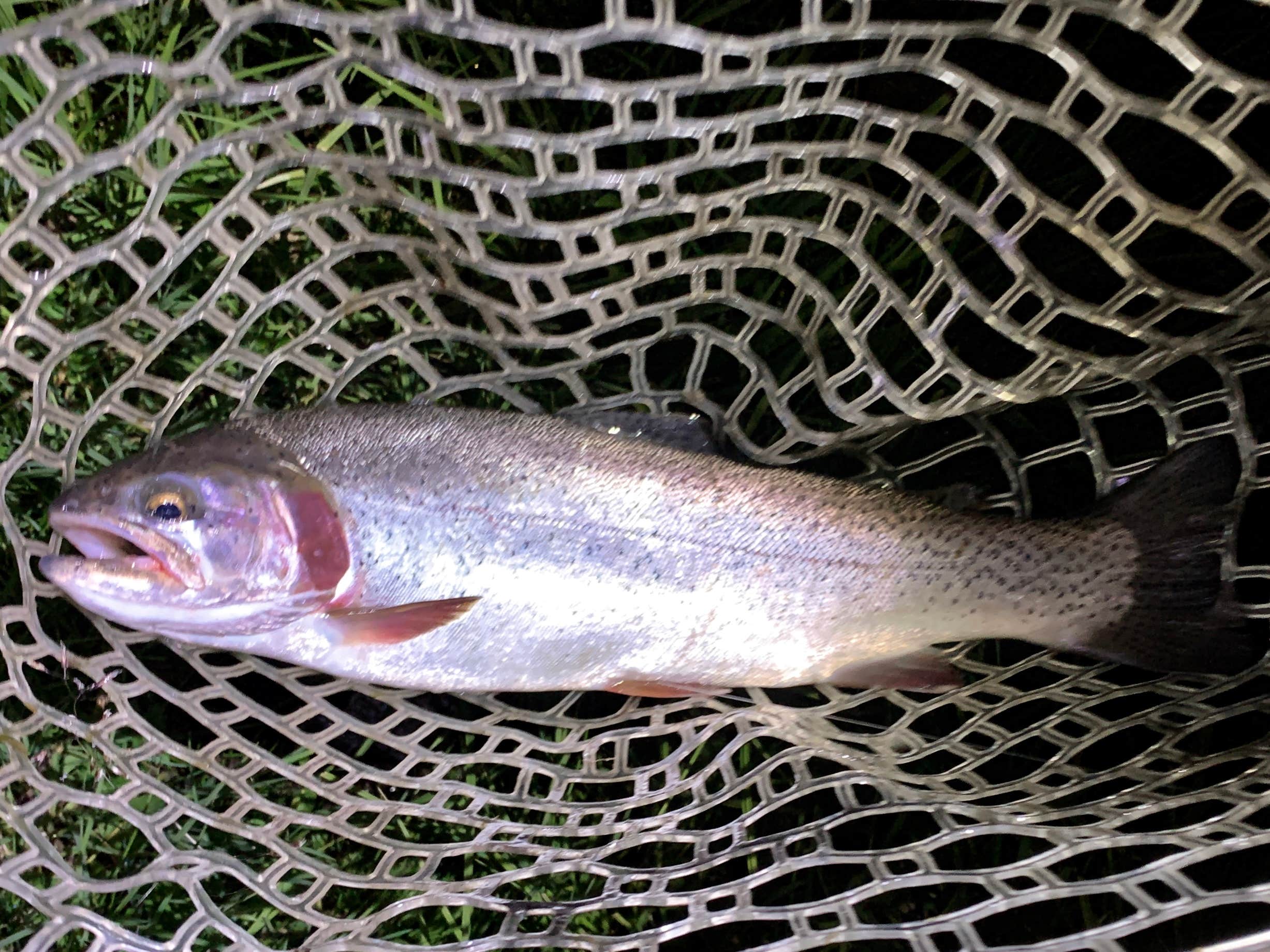 Camper-submitted photo at Poage Lake Primitive Campsite near Rio Grande National Forest